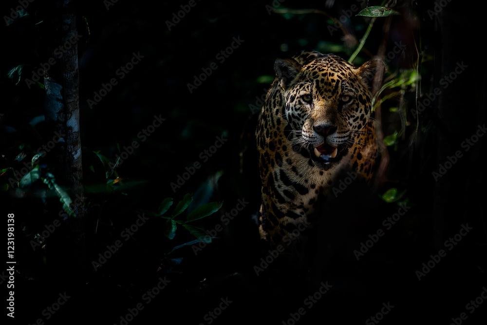 American jaguar female in the darkness of a brazilian jungle, panthera onca, wild brasil, brasilian wildlife, pantanal, green jungle, big cats, dark background, low key - obrazy, fototapety, plakaty 