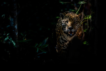 american jaguar female in the darkness of a brazilian jungle, panthera onca, wild brasil, brasilian 
