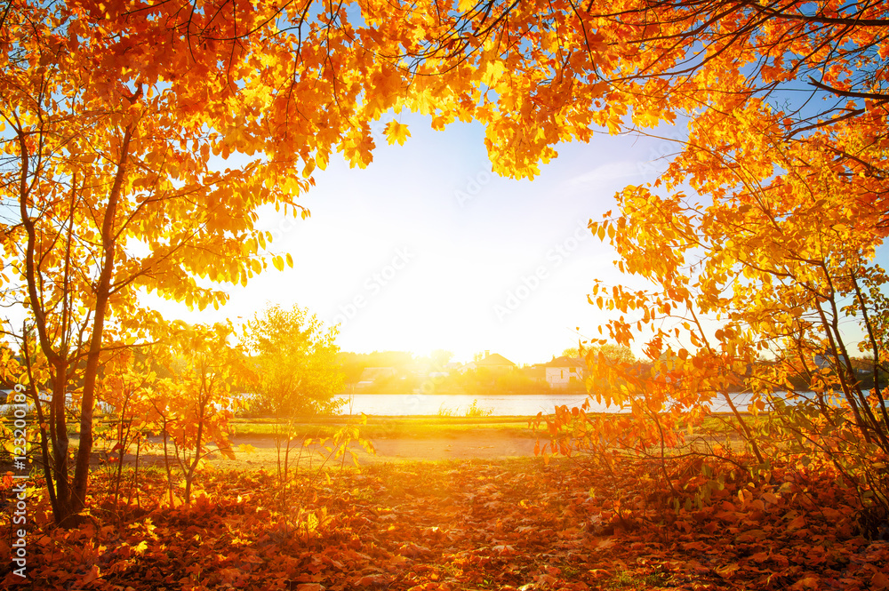 Foto-Schiebegardine ohne Schienensystem -  autumn trees on sun