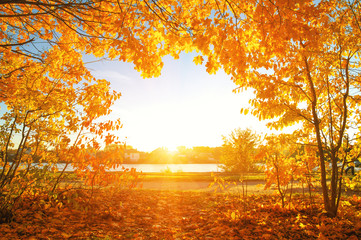  autumn trees on sun