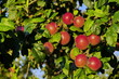 Erntereife Äpfel am Baum