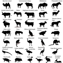Collection Of Silhouettes Of Different Species Of Animals