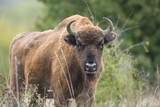 Fototapeta Krajobraz - Bison bonasus - European bison - Milovice, Czech republic