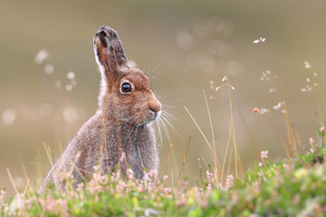 Wall Mural - Mountain Hare