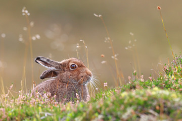 Wall Mural - Mountain Hare