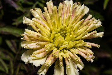 Macro photo of blooming colorful flowers