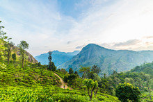 Tea Plantation, Ella, Sri Lanka