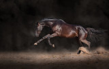 Fototapeta Konie - Black horse expressive jump on a black background with the dust