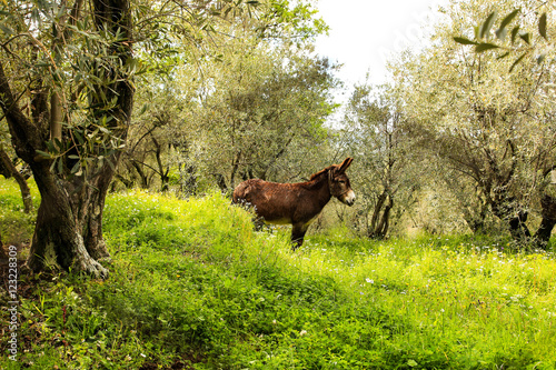 Fotografia  Olivenbäume auf Lesbos