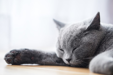 Wall Mural - Young cute cat sleeping on wooden floor. The British Shorthair