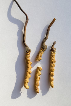 Fototapete - Ingredient used in Traditional Chinese Medicine isolated on white background - Cordyceps sinensis (caterpillar fungus) or called dong chong xia cao