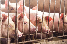 Lean Hogs In A Farm, Closeup Of Photo