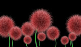 Fototapeta Kwiaty - Abstrakcyjne kwiaty na czarnym tle