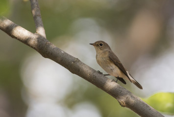 Red-breasted Flycatcher