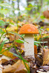 Wall Mural - A young Edible Forest Mushroom orange-cap Boletus (Leccinum aurantiacum) Increased In the Autumn Forest. Front View Closeup. Autumn Concept