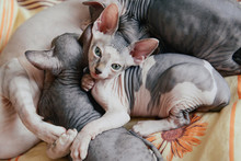 Sphinx Cat Lying With His Brothers