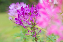 Beautiful Flower With Detail Pollen Of Cleome Hassleriana Spider Flower.