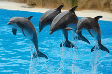 Dolphins Playing In The Pool