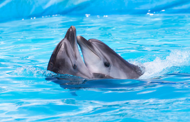 two dolphins dancing in the pool