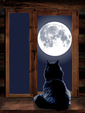 Cat Looks Through The Window At The Full Moon