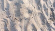 Birdfeet Marks In The Sand