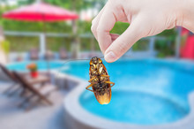 Woman's Hand Holding Cockroach On Swimming Pool Background, Eliminate Cockroach In House And Hotel