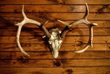Vintage Taxidermy Deer SkulL On Wooden Wall