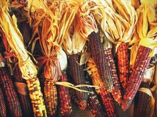 Bundles Of Indian Corn For A Fall Or Thanksgiving Theme