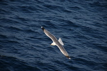 Seagull Soaring Over The Blue Ocean Surface