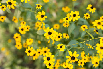  beautiful yellow flower in nature