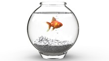 Gold Fish Swimming In A Fishbowl