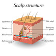 The structure of the hair scalp, anatomical training poster. Vector illustration.