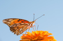 Gulf Fritillary Butterfly Feeding On Orange Zinnia Against Blue Sky