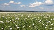 field of flowering opium poppy papaver somniferum