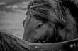 Beautiful horses of Iceland