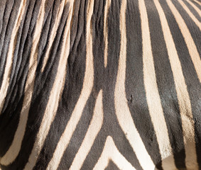 Sticker - stripes zebra like background