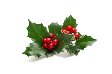 christmas holly