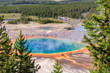 © lucky-photo - Pine trees at Grand Prismatic Springs in Yellowstone National Park