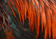 Close up of red and green of chicken feathers