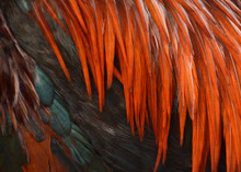Close Up Of Red And Green of Chicken Feathers