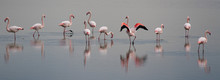 Beautiful Light On Pink Flamingo Group