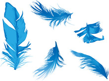 Five Blue Feathers Isolated On White