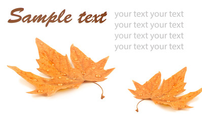 Wall Mural - Yellow foliage on white background with space for text.