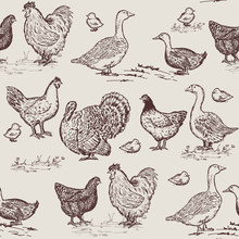Farm Birds Seamless Pattern. Chickens, Geese, Ducks, Turkey