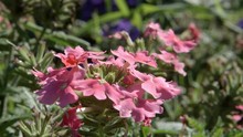 DOLLY: Pink Verbena Flowers On A Ground In A Garden 