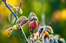 Red Leaves And Fruit Of Wild Rose Berries Briar Covered With Frost In Late Autumn. Sunny Warm Autumn Light, Red And Yellow Paint,
