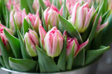 Fototapeta Tulipany - Tulipes roses