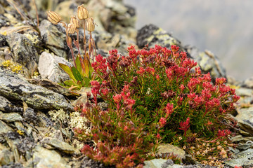 Wall Mural - flower Rhodiola rosea roseroot mountains