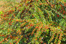 Red Pyracantha Berries On A Bush