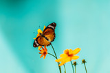 Fototapeta  - Closeup butterfly on flower (Common tiger butterfly)